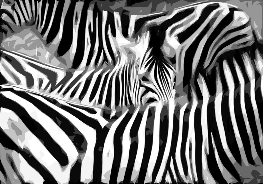 Zuid-Afrika-Img_3905-zebras-grafiek-Foto Hebk Butink-1800pix